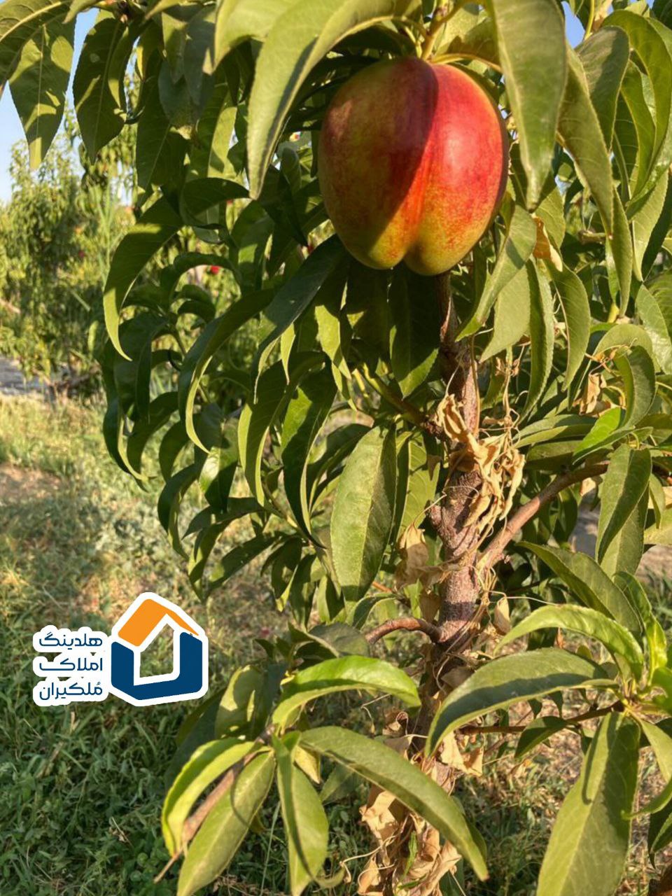 باغ میوه