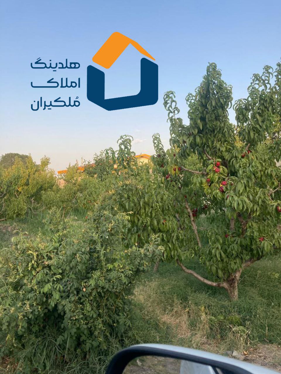 باغ میوه