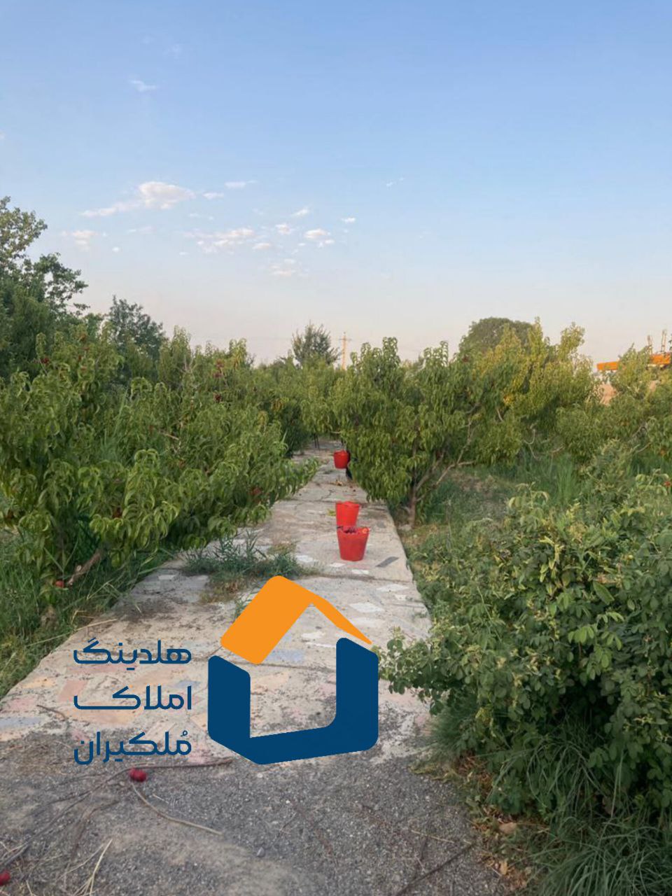 باغ میوه