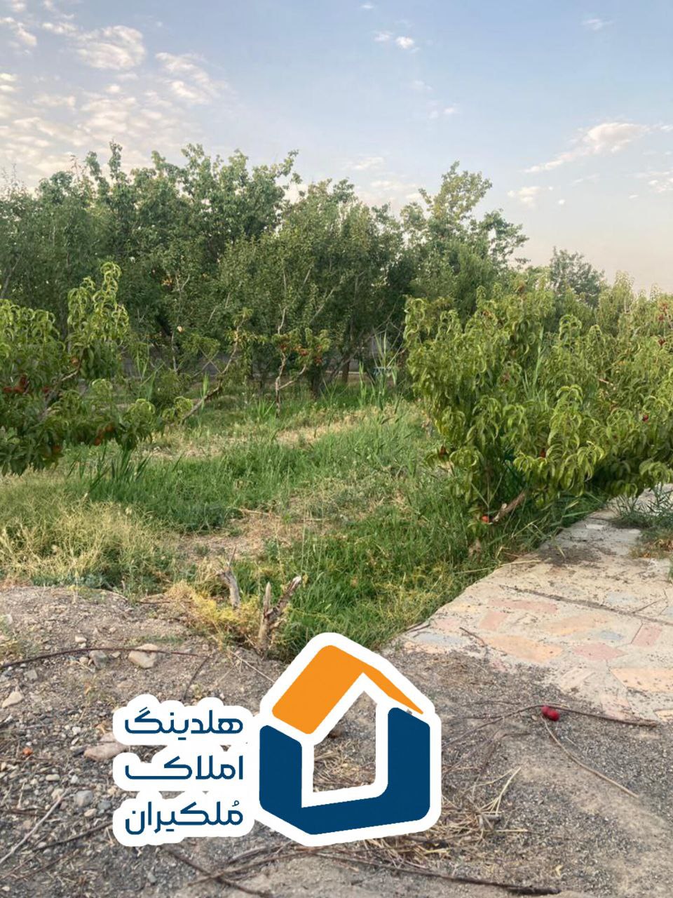باغ میوه